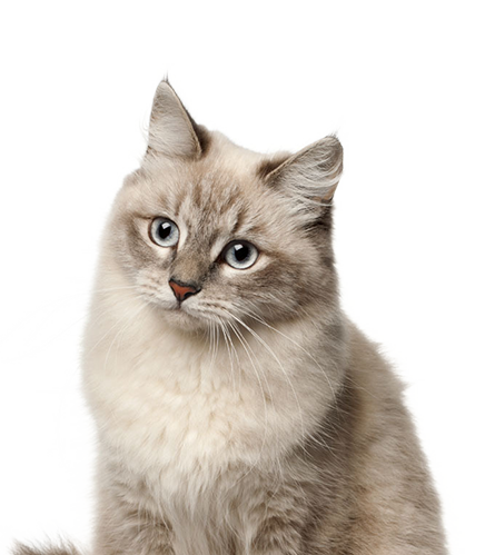 猫零食